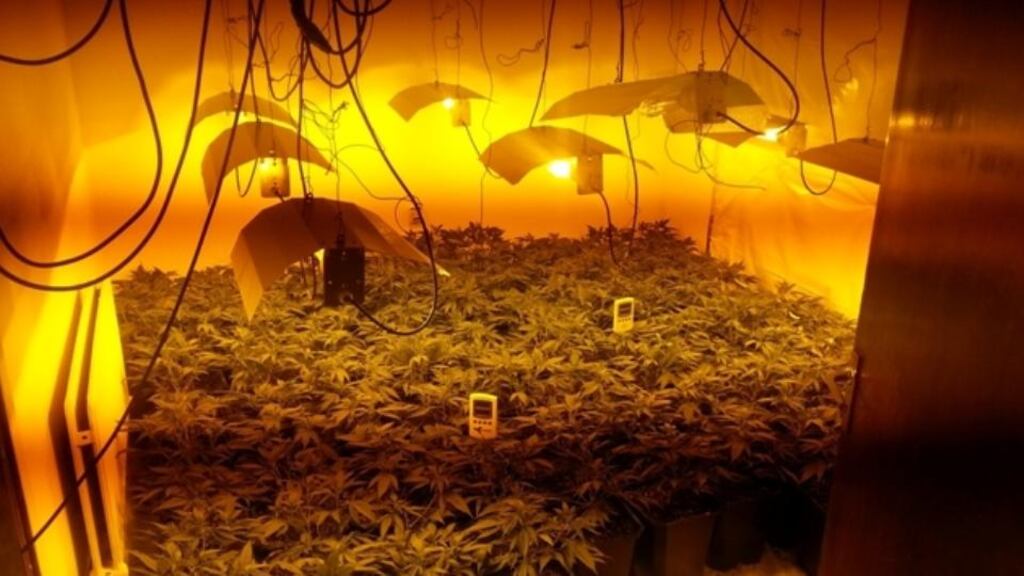 The cannabis plants were discovered at a house in Athleague this morning. Photograph: Garda handout