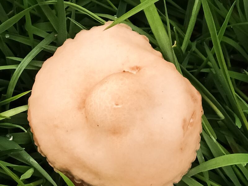 Fairy ring mushroom, Marasmius oreades. Photograph supplied by Frank Smyth