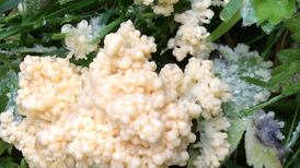 Scrambled egg or dog’s vomit? Your nature queries answered