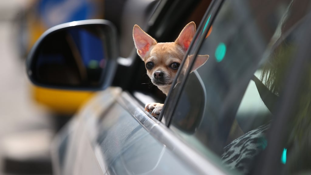 Thomas Cahill Donohue (35) was holding a pet chihuahua when he threatened residents of a north Dublin housing estate and tried to steal several cars. File Photograph: Nick Bradshaw