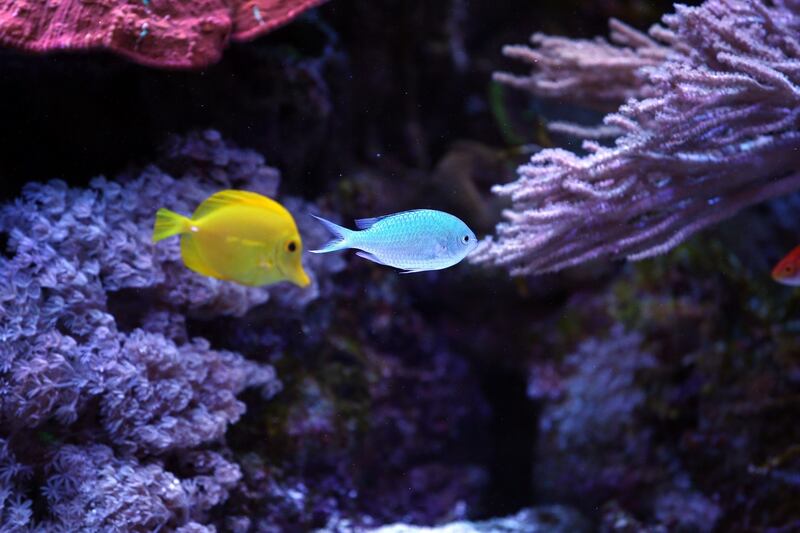 Doyle sauys specialises in what he calls aqua landscaping. Photograph: Laura Hutton/The Irish Times