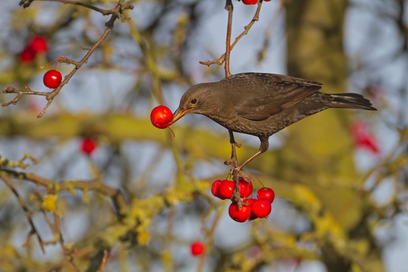 A female blackbird. Photograph: Getty