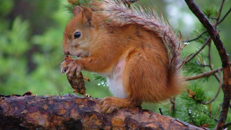 R is for Red squirrel.