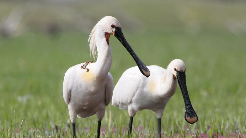 Looking for lunch: spoonbills feed by sifting food from mud. Photograph: J Morales/Age/Getty