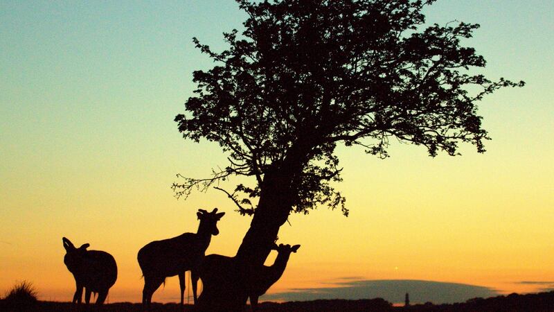 Deer grazing in the Phoenix Park. Photograph: Therese McNamee