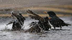 Weekend of floods, sleet and high winds in store as weather warning issued