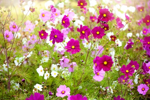 ‘My Cosmos plants are struggling. How can I help them thrive?’