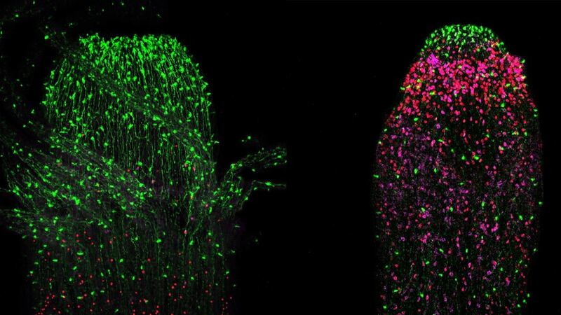 According to the Greek mythology, the sea monster Lernaean hydra was able to regenerate instantly its head upon decapitation. Hydractinia, a marine colonial hydrozoan can however be seen as a moden Lernaea as upon decapitation, it is fully capable of regenerating the entire head region within just a few days by migration and proliferation of stem cells to the injury site. Photograph: Eleni Chrysostomou/NUI Galway