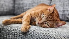 ‘I became one of those insufferable new parents whose once interesting feed turns into pictures of a small creature’