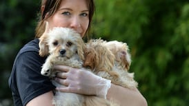 A ban on sale of pups online considered under review of Bill