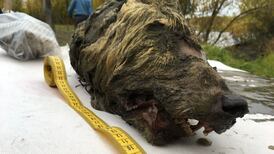 Head of 40,000-year-old Ice Age wolf found perfectly preserved in Russia
