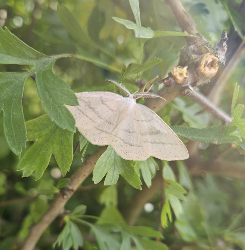 Common wave moth. Photograph supplied by Darren Maguire