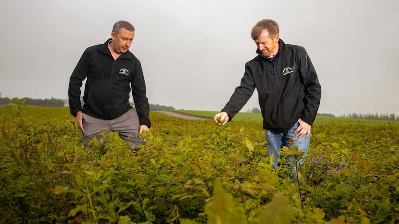 Teige Ryan and John Kavanagh, directors of None So Hardy Forestry, Ballymurrin, Co Wexford with two-year-old oak saplings. Photograph: Patrick Browne