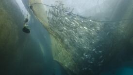 Bord Iascaigh Mhara withdraws application for Galway Bay fish farm