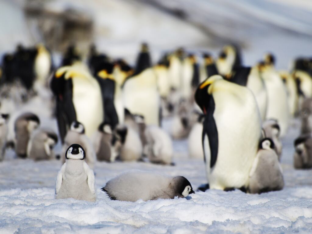A group of emperor penguin chicks pictured as a report found the loss of sea ice in Antarctica has caused unprecedented breeding failure for the birds. Photograph: Peter Fretwell/British Antarctic Survey
