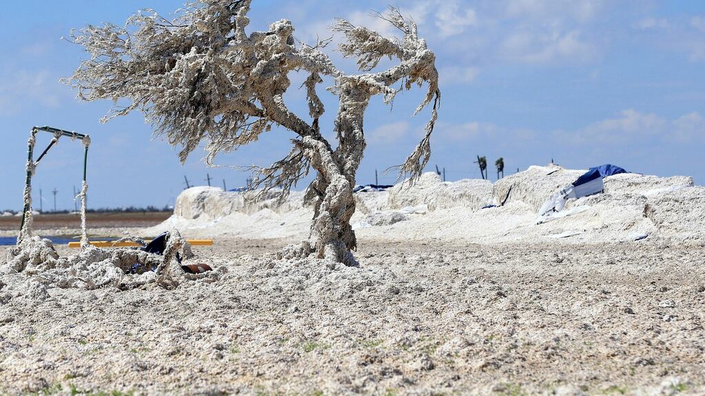 A tree is covered in cotton after Hurricane Harvey damaged several cotton bales near Bayside, Texas. Photograph: Gabe Hernandez/Corpus Christi Caller-Times via AP
