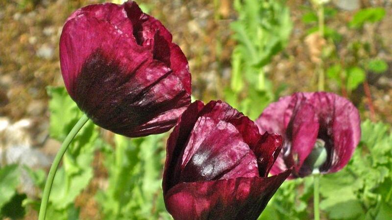 Annual Papaver somniferum ‘Lauren’s Grape’