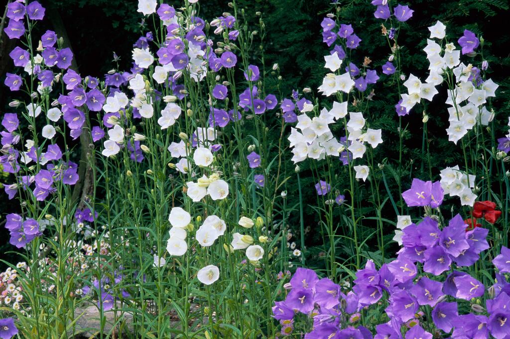 Now’s a good time to sow seeds of hardy biennials such as wallflowers, Canterbury bells (pictured), sweet William and honesty. Photograph: Clay Perry/Getty