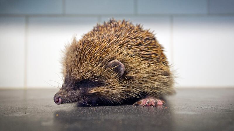 A recued hedgehog at Kildare Animal Foundation. Photograph: Brenda Fitzsimons