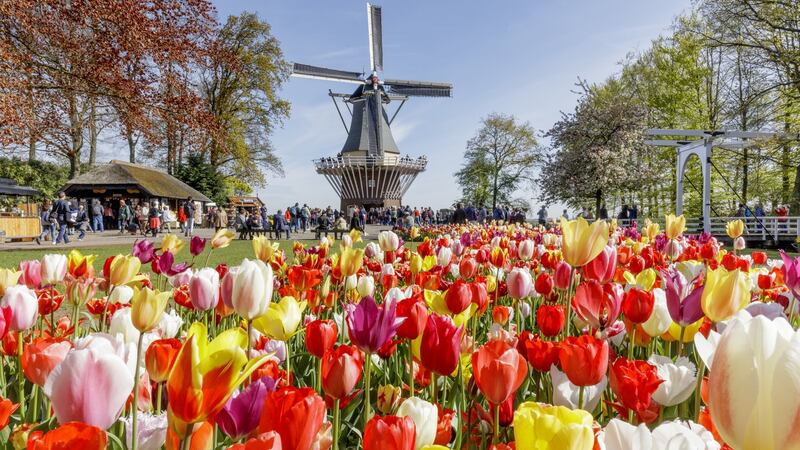 Amsterdam’s annual Tulip Festival is in full bloom from now until April 14th.