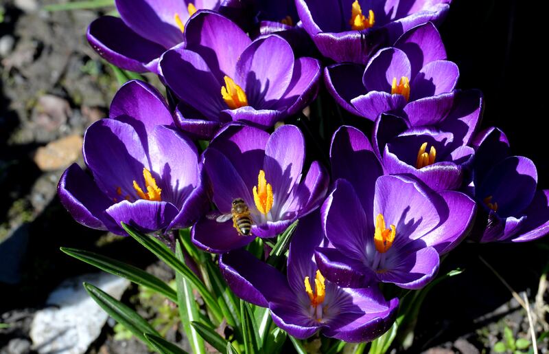 A bee looking for a landing spot on a group of crocus flowers. Photograph: Alan Betson