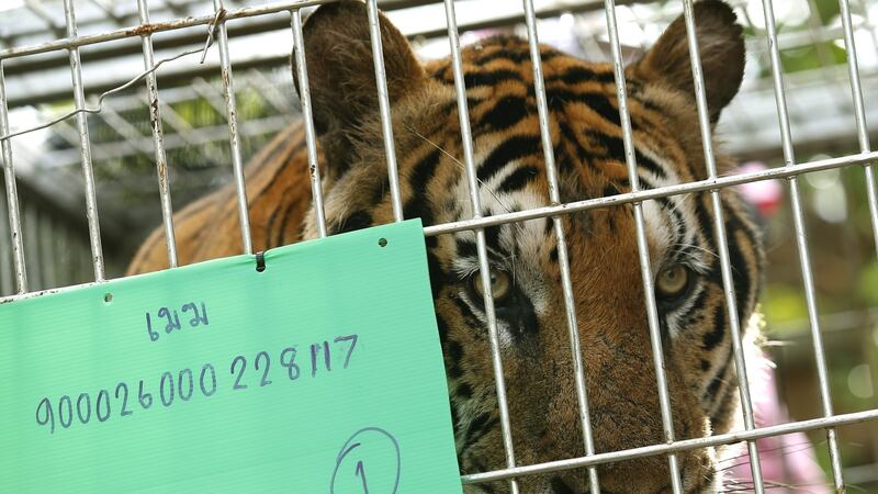 Tiger male ‘Mak’ inside a cage after he was tranquilized to be moved by Thai National Park officials from the Tiger Temple in Kanchanaburi province. Photograph: Narong Sangnak/EPA