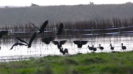 Eye on Nature: Your notes and queries for Ethna Viney