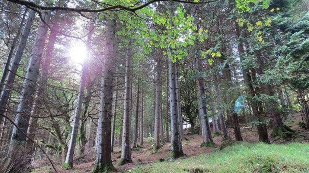 Coillte  is targeting operational cashflow of more than €60 million by 2019