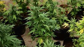 Fianna Fáil calls for appointment of Minister for Drugs