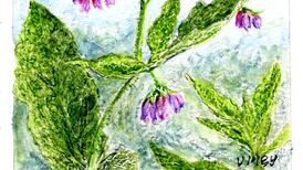 Comfrey is the forever plant of organic gardening