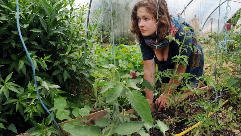 US student and Wwoofing volunteer Sarah MacClellan from Richmond, Virginia, in a hothouse on a farm at Gourin, western France. Photograph: Fred Tanneau/AFP/Getty
