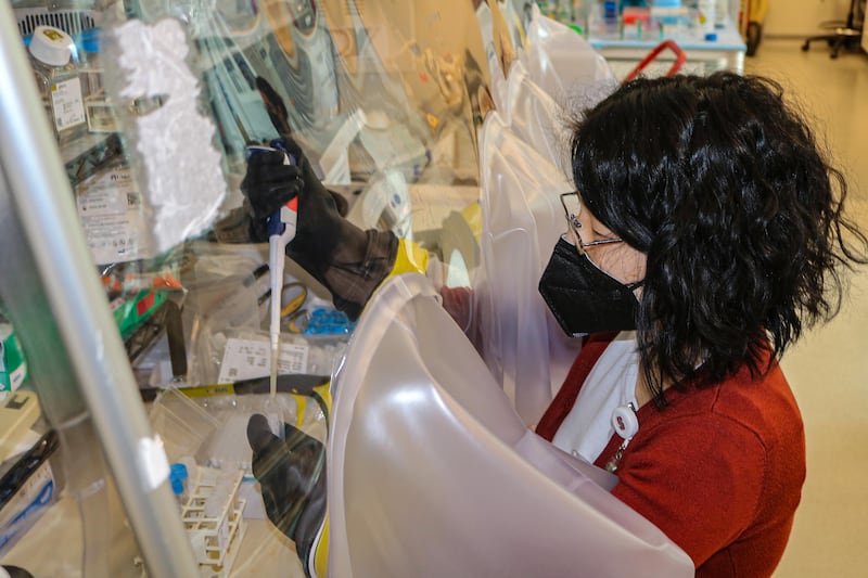 Dr Alice Cheng, a gastroenterologist at Stanford University, is leading the new microbiome study. Photograph: Amy Jacobson/The New York Times