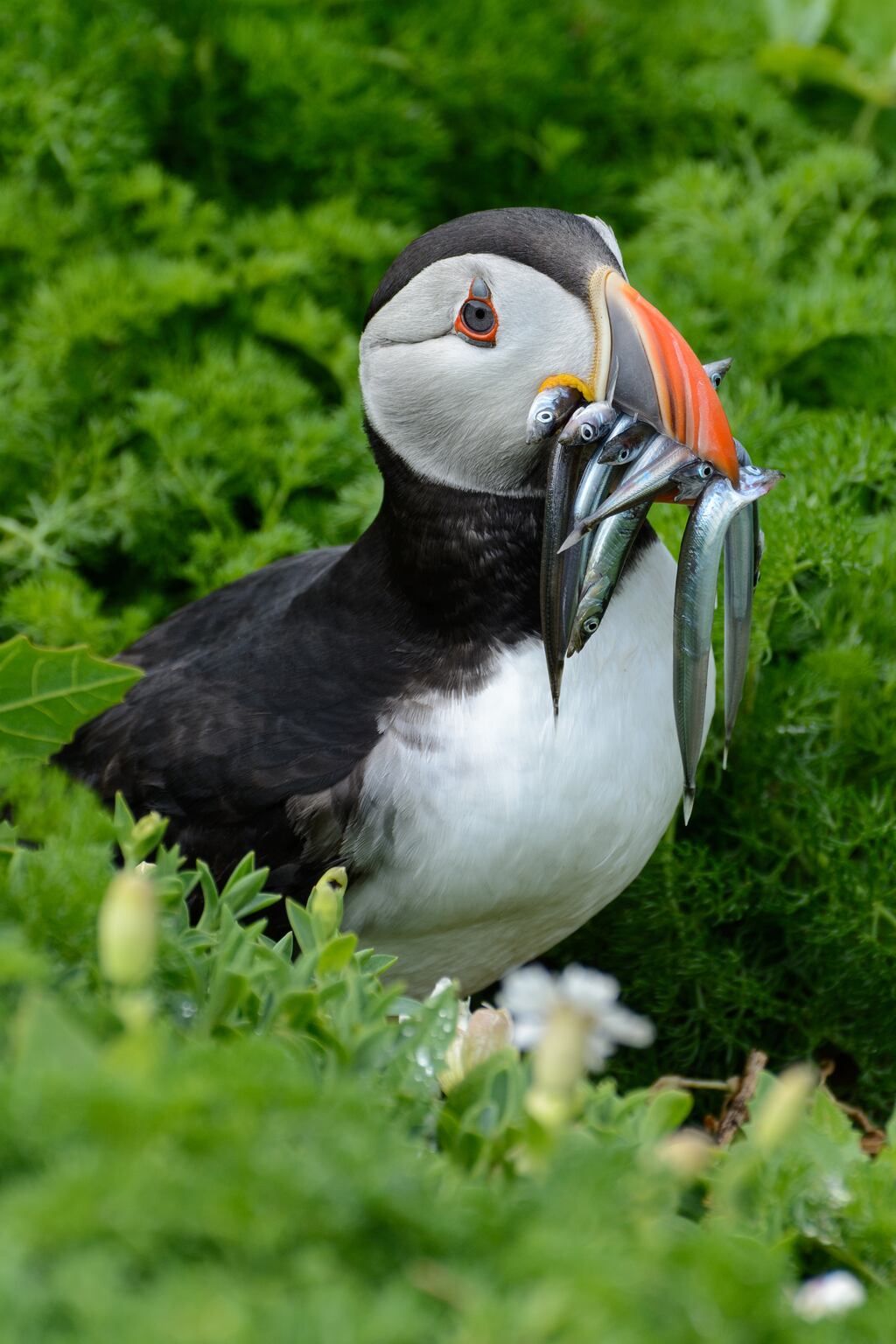 Puffin with sand eels