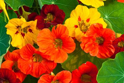 Covering freshly sown seed with a few layers of light-permeable crop cover will help to create warm, sheltered conditions suitable for optimum germination. Photograph: PA