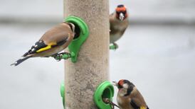 App set to help birdwatchers identify species based on song