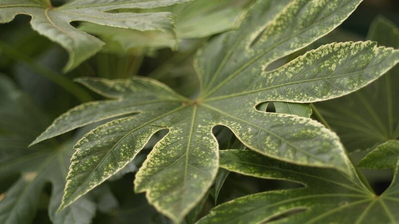 Fatsia 'Spider's Web', a very ornamental evergreen foliage shrub that will grow happily in a large pot or container Photo Credit Richard Johnston
