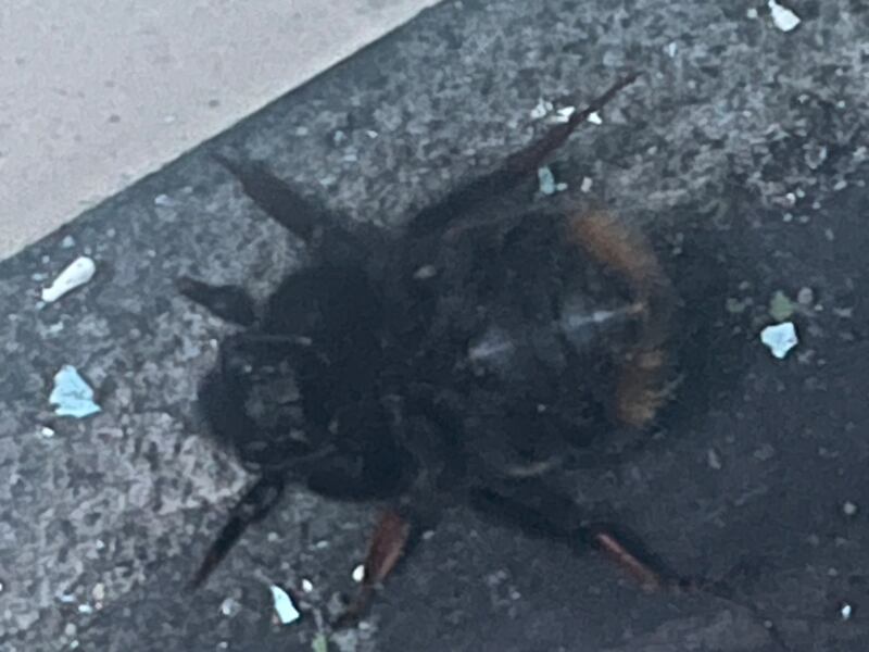 Queen bumblebee. Photograph supplied by Breege Beirne