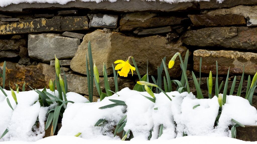 ‘Plonk your bum in an Irish grove before Saint Patrick’s Day and you are likely to have your daffodils frozen off.’