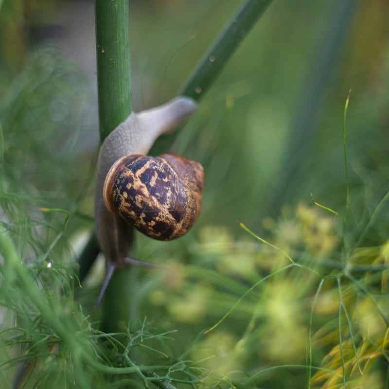Garden snail feeding on plants. Photograph: Richard Johnston