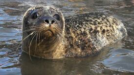 Terminal expansion at Ringaskiddy, Co Cork ‘could put marine mammals at risk’