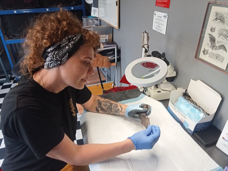 A bout of insomnia caused Susan Kirwan to become interested in bats as she sat awake at night; she now runs a rehabilitation centre for injured bats