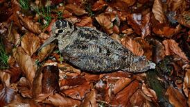 In a patch of long grass, I saw the red eyeshine of a woodcock, arrived from Scandinavia or beyond