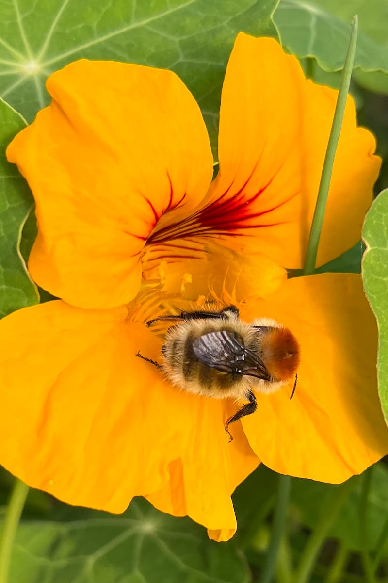 Large carder bee, supplied by Klaus Harvey.