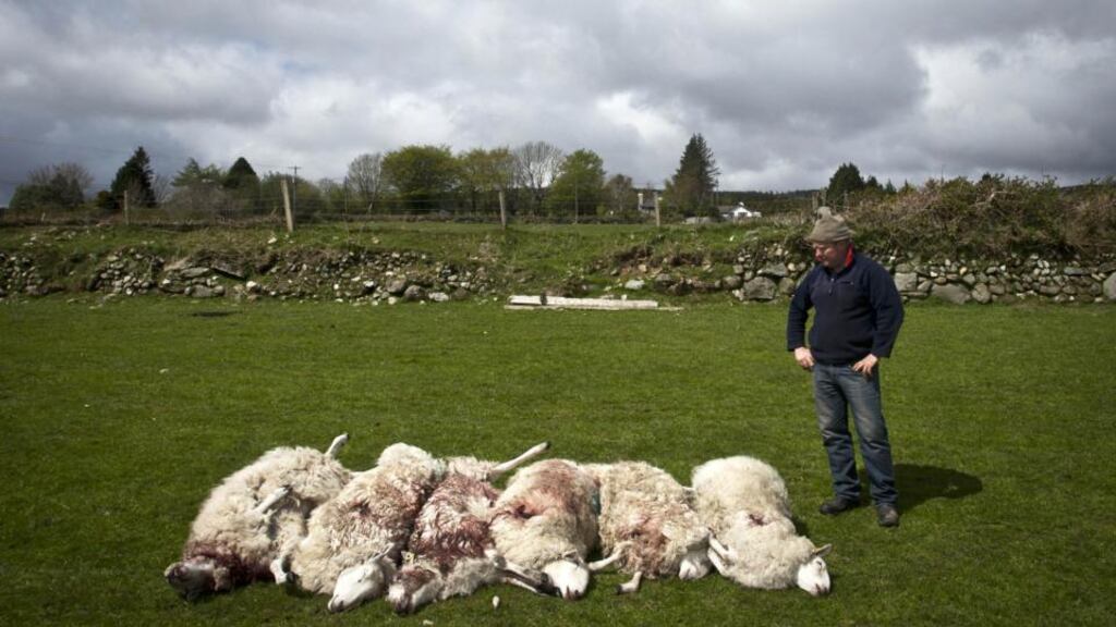 Farmer Eoin Brady with the six sheep that were shot dead in Co Wicklow. Photograph: Garry O’Neill