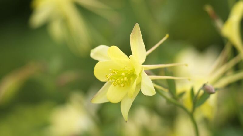 The flowers of columbines (Aquilegia sp) Photograph: Richard Johnston
