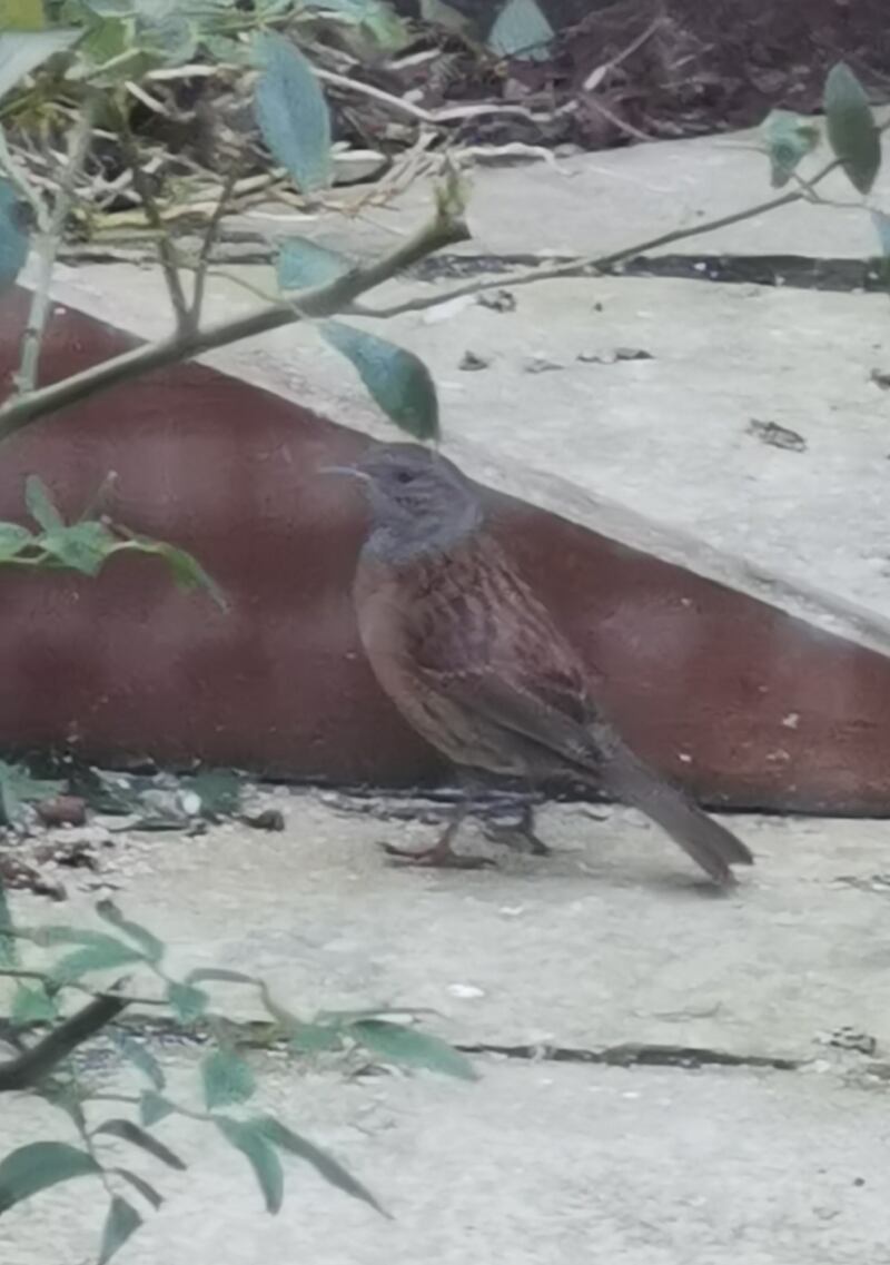Dunnock