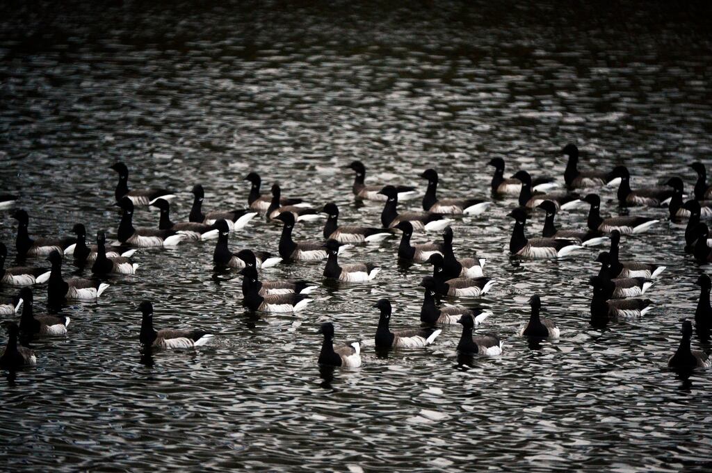 The planning consultants for Marlet, Brady Shipman Martin, contend the single reason for refusal - the Light-Bellied Brent Goose - for the scheme on lands to the east of St Paul’s College in Raheny 'does not hold up'.