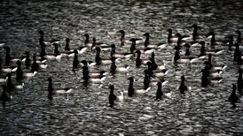 No scientific case exists for refusal of apartments planned for Raheny, developers say