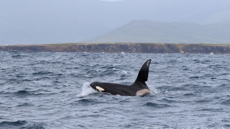 A killer whale has been spotted off the coast of west Kerry. Photograph: Richard Creagh