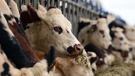 Agrifood sector leaders believe their businesses not competitive internationally